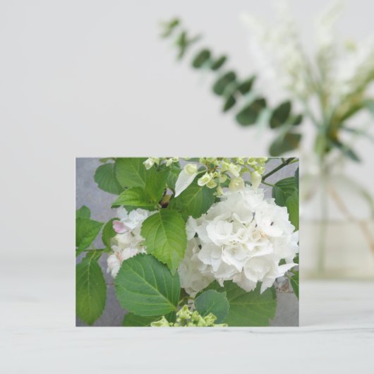 Hydrangea Vloergroene witte Natuur TuinPlanten Briefkaart (Staand voorkant)