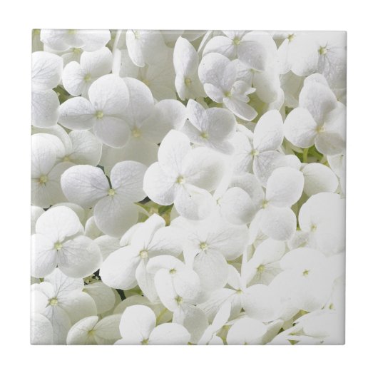 Hydrangea wit bloemmotief tegeltje (Voorkant)