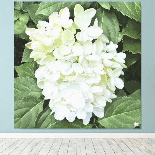 Hydrangea - Wit - Canvas Print (Insitu (Houten vloer))