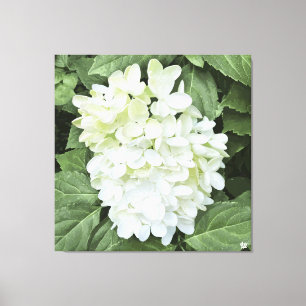 Hydrangea - Wit - Canvas Print