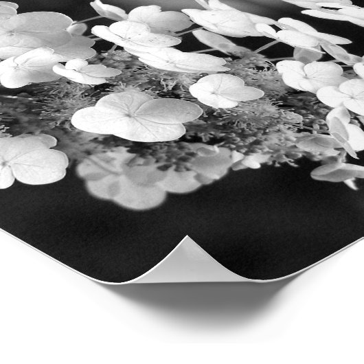 Hydrangea zwart-wit spiegel Abstract Poster (Hoek)