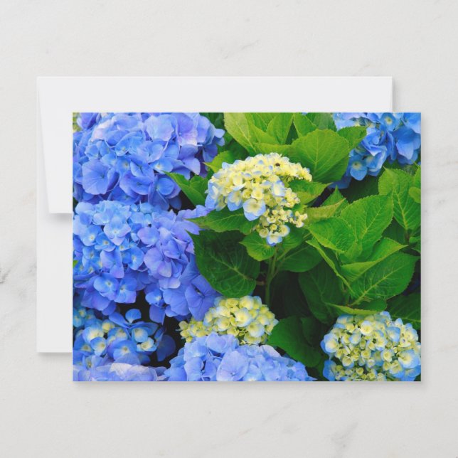 Hydrangeas (Voorkant)