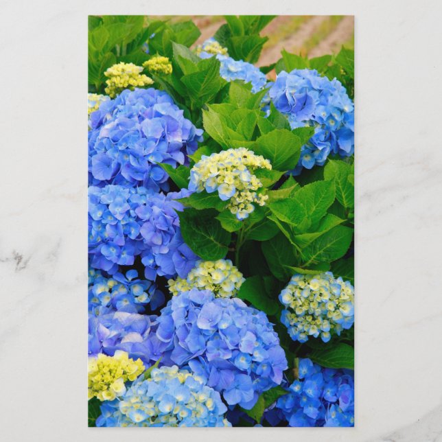 Hydrangeas (Voorkant)