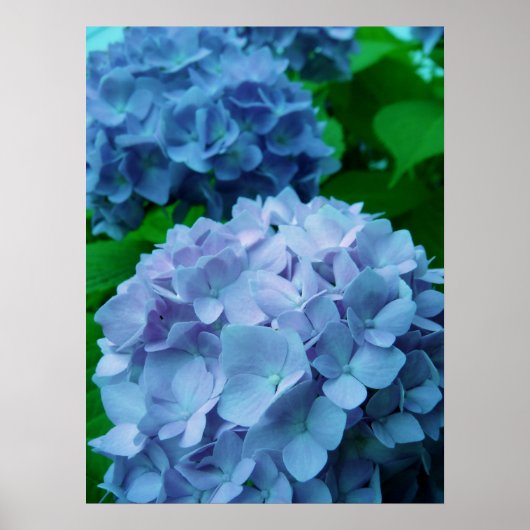 Hydrangeas {Blauw} | POSTER (Voorkant)