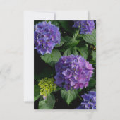Hydrangeas bleu violet fleuri jardin fleuri RSVP (Dos)