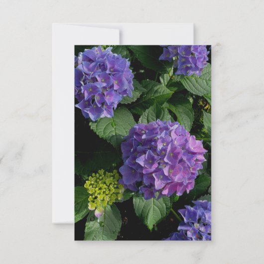 Hydrangeas bleu violet fleuri jardin fleuri RSVP (Dos)