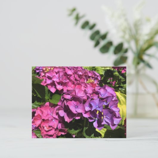 Hydrangeas Briefkaart (Staand voorkant)