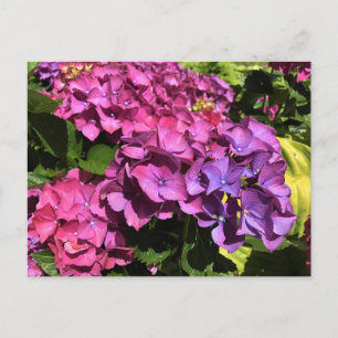 Hydrangeas Briefkaart