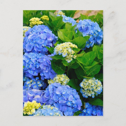 Hydrangeas Briefkaart (Voorkant)