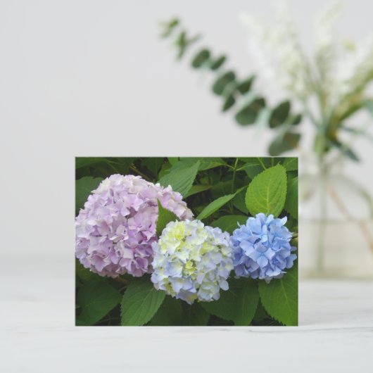 Hydrangeas Briefkaart (Staand voorkant)