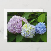 Hydrangeas Briefkaart (Voorkant / Achterkant)
