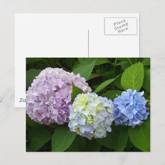 Hydrangeas Briefkaart (Voorkant / Achterkant)