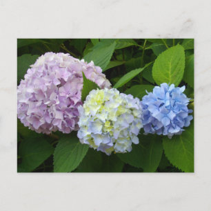 Hydrangeas Briefkaart