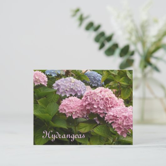 Hydrangeas Briefkaart (Staand voorkant)