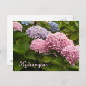 Hydrangeas Briefkaart (Voorkant / Achterkant)