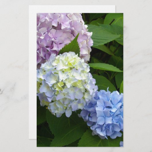 Hydrangeas Briefpapier (Voorkant / Achterkant)