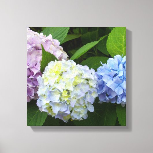 Hydrangeas Canvas Afdruk (Voorkant)