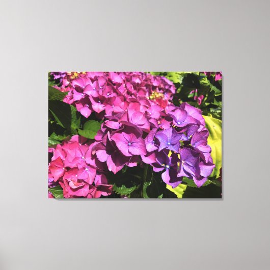 Hydrangeas Canvas Afdruk (Voorkant)