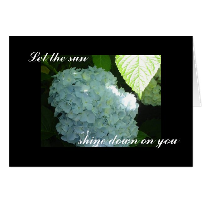 Hydrangeas Ensoleillées Vierge (Devant horizontal)