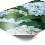 Hydrangeas Foto afdrukken Afdruk (Hoek)