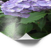 Hydrangeas in de Trebah Gardens, Cornwall Foto Afdruk (Hoek)