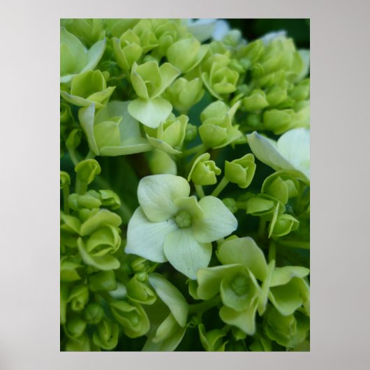 Hydrangeas in groen poster (Voorkant)