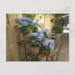Hydrangeas in potten briefkaart