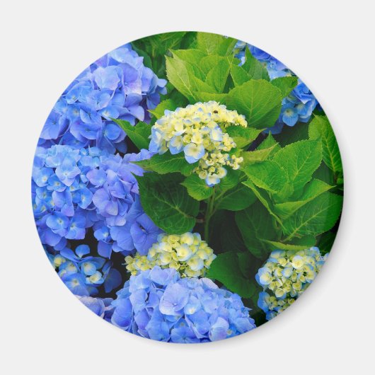 Hydrangeas Magneet (Voorkant)