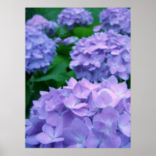 Hydrangeas {Paars} POSTER