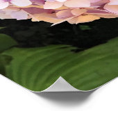 Hydrangeas Poster (Hoek)
