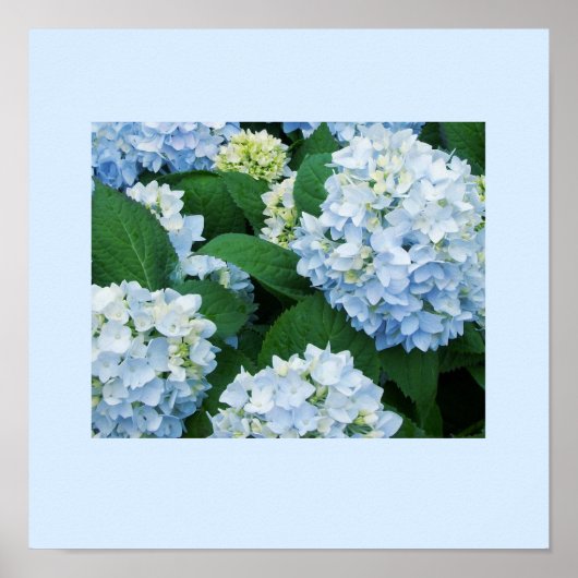 Hydrangeas Poster (Voorkant)