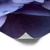 Hydrangeas Poster (Hoek)