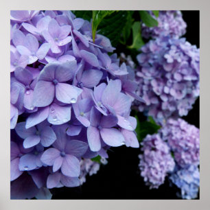 Hydrangeas Poster