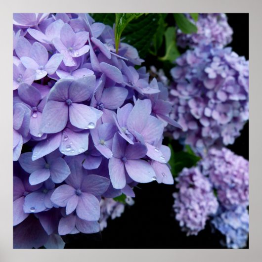 Hydrangeas Poster (Voorkant)