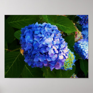 Hydrangeas Poster
