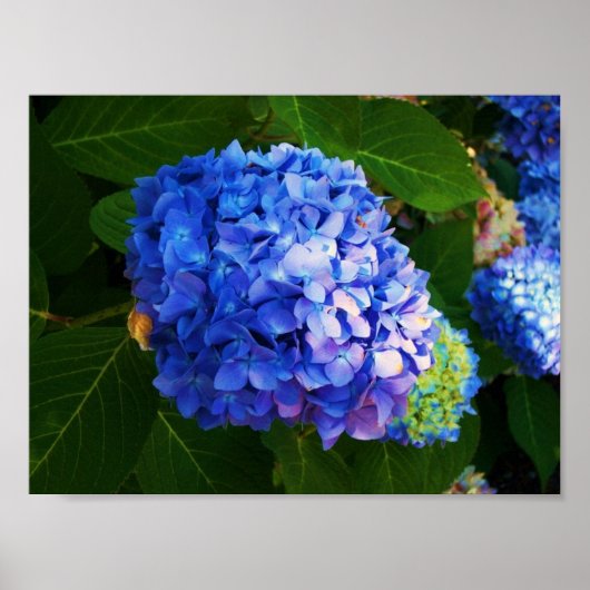 Hydrangeas Poster (Voorkant)