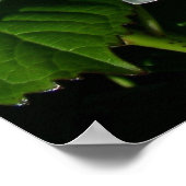 Hydrangeas Poster (Hoek)