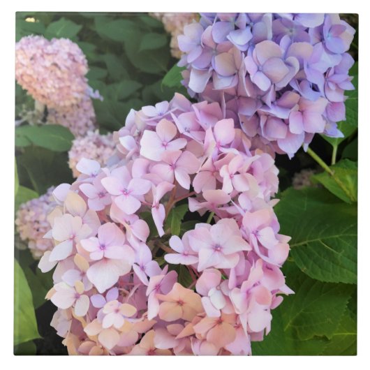 Hydrangeas Tegeltje (Voorkant)