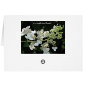 Hydrangée (Dos Horizontal)