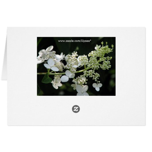 Hydrangée (Dos Horizontal)