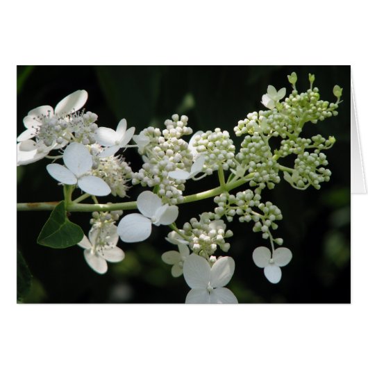 Hydrangée (Devant horizontal)