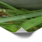 Hydrangée Bleue Avec Poster (Coin)