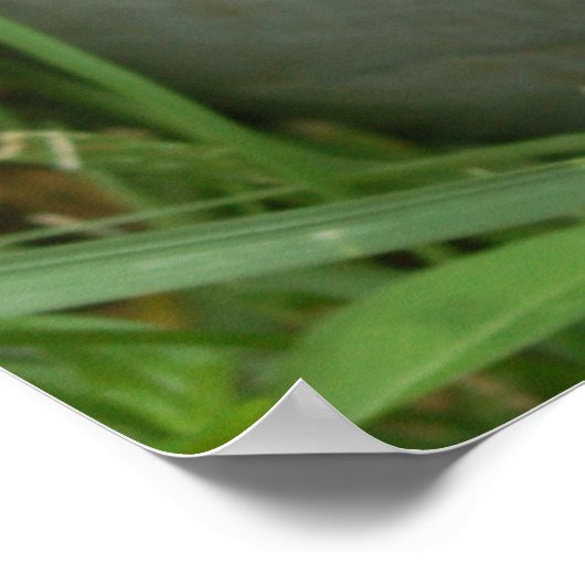 Hydrangée Bleue Avec Poster (Coin)