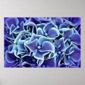 Hydrangeenventilator Poster (Voorkant)