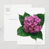 Hydranges 5 briefkaart (Voorkant / Achterkant)
