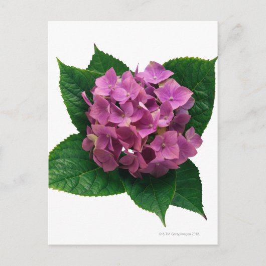Hydranges 5 briefkaart (Voorkant)
