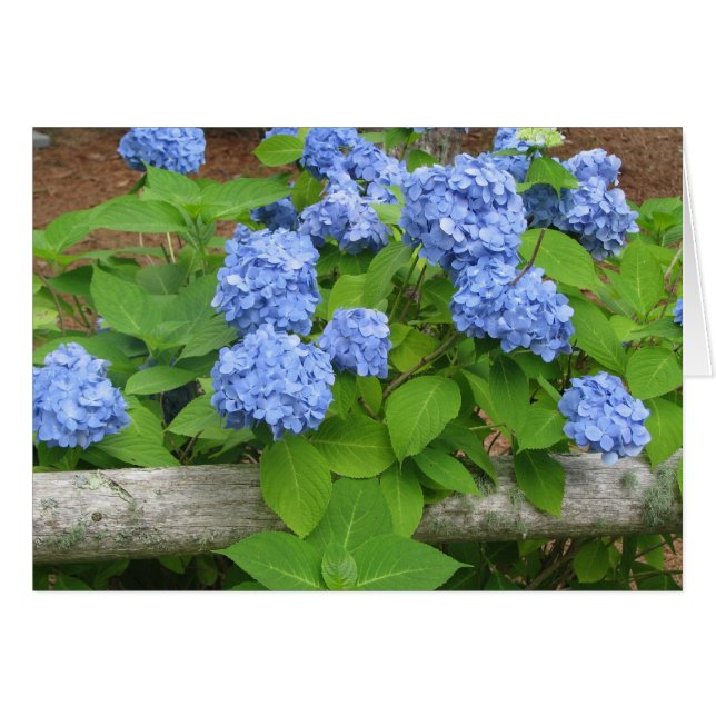 Hydrangias (Voorkant Horizontaal)