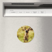 Hyéna avec aimant de gnous (In Situ (Lave-vaisselle))