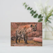 Hyena : Carte postale (Debout devant)