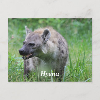 Hyena in Grass Briefkaart